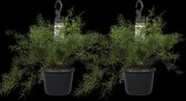 Duo Asparagus densiflorus 'Sprengeri' ↨ 40cm - 2 stuks - hoge kwaliteit planten