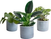 Trio ‘Stevig Groen’ in Laos keramiek (blauw) ↨ 20cm - 3 stuks - hoge kwaliteit planten