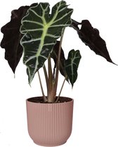 Alocasia Polly in ELHO Vibes Fold sierpot (delicaat roze) ↨ 35cm - hoge kwaliteit planten