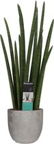 Sansevieria Cylindrica rocket in Mica sierpot Jimmy (lichtgrijs) ↨ 60cm - hoge kwaliteit planten