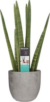 Sansevieria Cylindrica in Mica sierpot Jimmy (lichtgrijs) ↨ 60cm - hoge kwaliteit planten