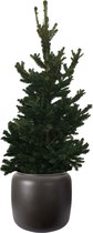 Kerstboom ELHO ® Pure Beads Small Ø 40 (Walnootbruin) met Picea abies Will's Zwerg ↨ 90cm - planten - binnenplanten - buitenplanten - tuinplanten - potplanten - hangplanten - plantenbak - bom