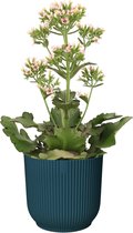 Kalanchoë Femini (Roze) in ELHO Vibes Fold sierpot (diepblauw) ↨ 50cm - planten - binnenplanten - buitenplanten - tuinplanten - potplanten - hangplanten - plantenbak - bomen - plantenspuit