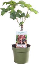 Rode druif 'Vitis Vinifera Vanessa' ↨ 70cm - hoge kwaliteit planten