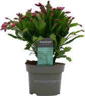 Decorum Schlumbergera  Red ↨ 30cm - planten - binnenplanten - buitenplanten - tuinplanten - potplanten - hangplanten - plantenbak - bomen - plantenspuit