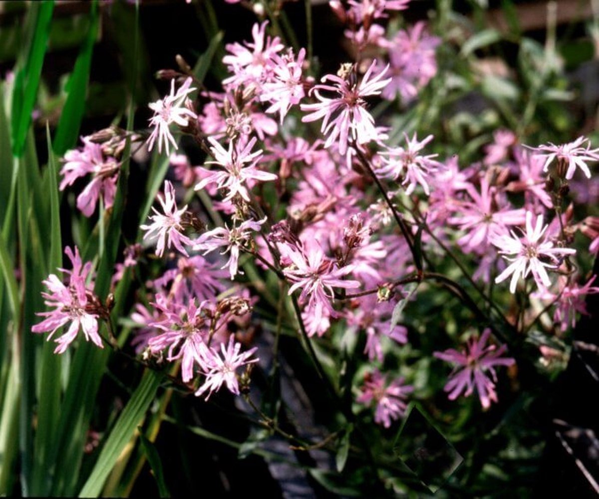 Koekoeksbloem (Lychnis flos cuculi) - Vijverplant - 3 losse planten - Om zelf op te potten - Vijverplanten Webshop