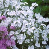 6 x Malva moschata 'Alba' - Muskuskaasjkruid - pot 9 x 9 cm