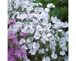 6 x Malva moschata 'Alba' - Muskuskaasjkruid - pot 9 x 9 cm