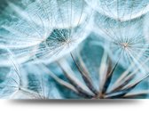 Maison de France - Canvas Pluizenbol paardenbloem - canvas - 120 x 180 cm