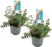 Plant in a Box - Eucalyptus Pulverulenta 'Baby Blue' - Set van 2 - Pot 13cm - Hoogte 25-40cm