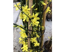 Jasminum Nudiflorum - Winterjasmijn 50-60 cm in pot winterbloeier