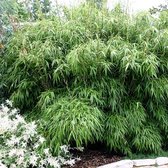 4 x Fargesia rufa - Bamboe in C5 liter pot met hoogte 60-80cm