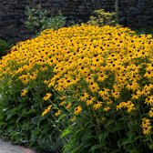 12 x Rudbeckia fulgida Goldsturm - Zonnehoed in 9x9cm pot met hoogte 5-10cm