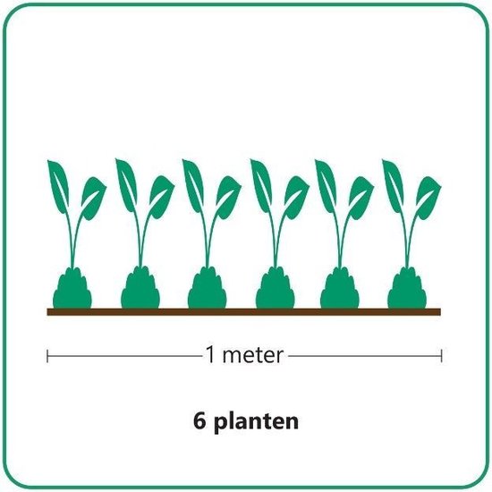 Instructieafbeelding: 6 planten per 1 meter voor de aanplant van de haag.
