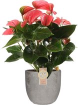 Anthurium "Pink Champion" in Mica sierpot Jimmy (lichtgrijs) - Hoogte ↕ 62cm - pot ∅ 18cm