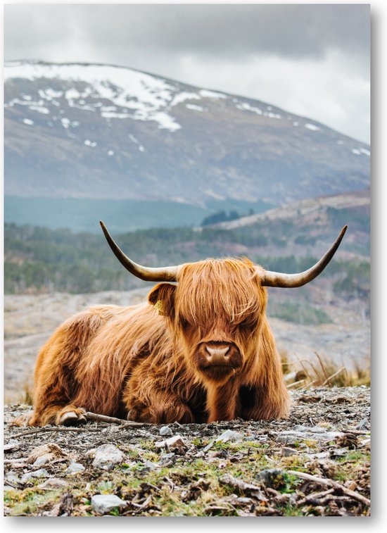 Schotse Hooglander - 50x70 Dibond voor Binnen én Buiten - Besteposter - Dieren - Natuur