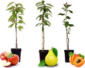 Winterharde Fruitbomen – Set van 3 – Appel, Peer en Abrikozenbomen