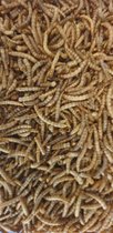 siervissenvoer - Meelwormen 100 gram