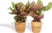 Hello Plants Calathea Makoyana Pauwenplant in Mand - 2 Stuks - Ø 14 cm - Hoogte: 45 cm - Kamerplant