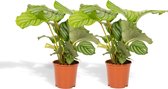 Hello Plants Calathea Orbifolia Pauwenplant - 2 Stuks - Ø 14 cm Pot - 40 cm - Kamerplant