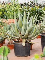 Aloe Ferox Hybrid 90 cm kamerplant