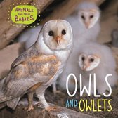 Owls  Owlets Animals and their Babies