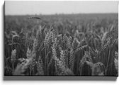 Walljar - Field Of Barley - Muurdecoratie - Canvas schilderij