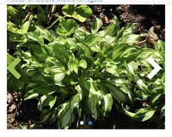 6 x Hosta 'Undulata Mediovariegata' - HARTLELIE, FUNKIA - pot 6 x 6 cm