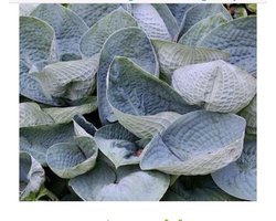 6 x HOSTA HYBR. 'BIG DADDY' - HARTLELIE, FUNKIA - pot 9 x 9 cm