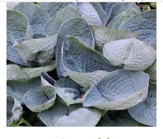 9x originele Vaderdag plant cadeaus 16 6 x Blauwe Hosta 'BIG DADDY'