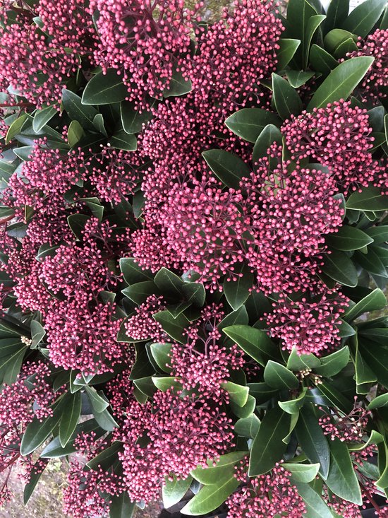 Skimmia Japonica 'Rubella' - Skimmia 25-30 cm pot
