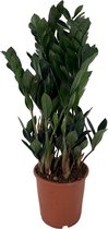 Lush Plants - Zamioculcas Supernova - bijzondere kamerplant voor in je huiskamer - potmaat 17