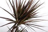 Kamerplant van Botanicly – Drakenboom – Hoogte: 70 cm – Dracaena Marginata