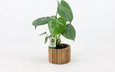 Kamerplant van Botanicly – Gatenplant – Hoogte: 40 cm – Monstera Deliciosa