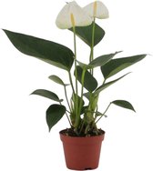 Bloem van Botanicly – Flamingoplant – Hoogte: 15 cm – Anthurium