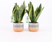 Bomen van Botanicly – 2 × Vrouwentongen – Hoogte: 30 cm – Sansevieria