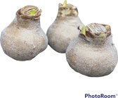 5 x Wax Amaryllis | Golden Sparkle | grote bol | meerdere bloemstelen | Gardenlovers