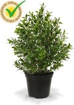 Buxus kunstplant 30 cm UV in pot - 100% Tevredenheidsgarantie