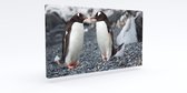Akoestisch  schilderij Pinguïns - 124x64x7 cm rechthoekig | Geluidsisolatie | Akoestische panelen | Isolatie paneel | Geluidsabsorptie | Akoestiekwinkel