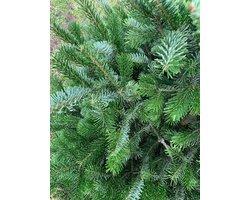 Kerstakken - Nordamnn takken - grote volle Nordmann takken - 60cm
