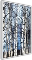 Winter Birch Trees.