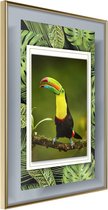 Toucan in the Frame