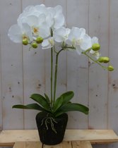 Orchidee phalaenopsis 2 stelen 40 cm