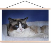 Affiche textielposter chat Ragdoll couché noir et blanc 120x80 cm