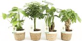 Tropic Mix in Noah Korb ↨ 30cm - 4 stuks - hoge kwaliteit planten