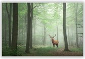 Hert in de Veluwe op Aluminium - Foto op Dibond - Aluminium Schilderij - 60x40 cm