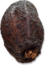Hele Natuurlijk Gedroogde Cacaovruchten 10-18cm ( 4 stuks )