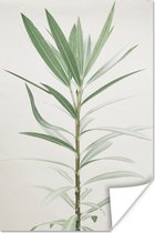 Affiche Une grande plant comme fond naturel - 20x30 cm