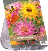 Baltus Urban Flowers Sweet Windmill bloembollen per 3 stuks