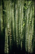Lidsteng (Hippurus vulgaris) - Vijverplant - 3 losse planten - Om zelf op te potten - Vijverplanten webshop